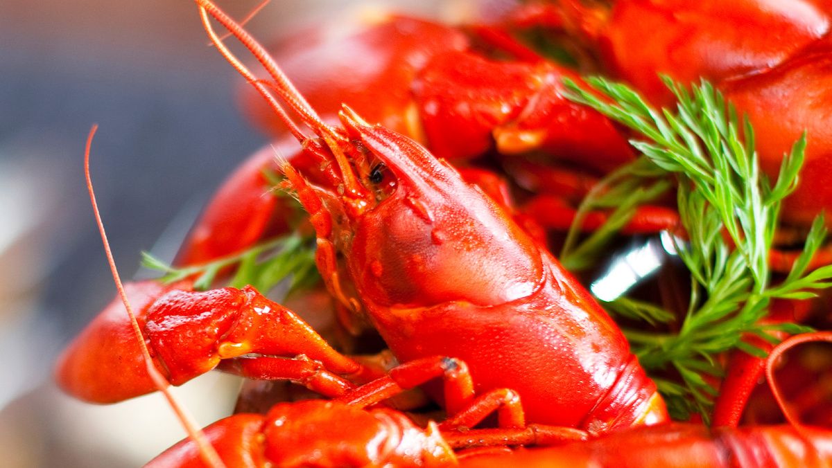 ������ ���� ������ ���� �� ����� �����