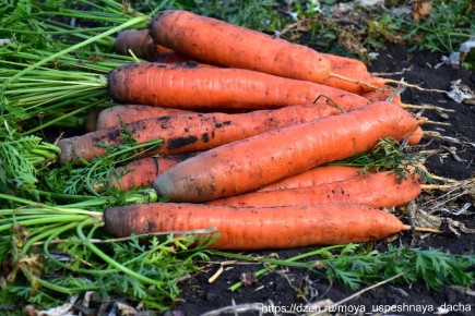 ������� ���� ��� �����������: ������� �������� �������� ������