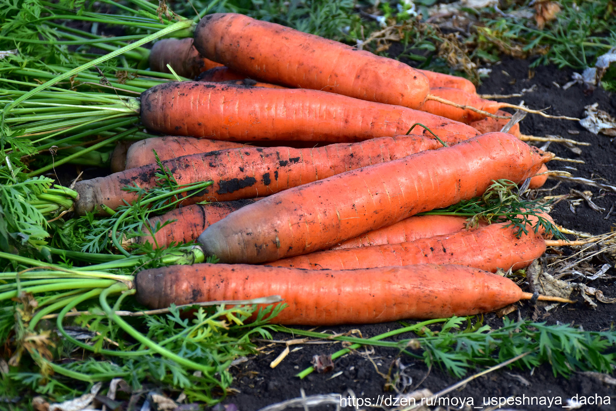 Золотая жила для огородников: морковь «Самсон» покоряет сердца