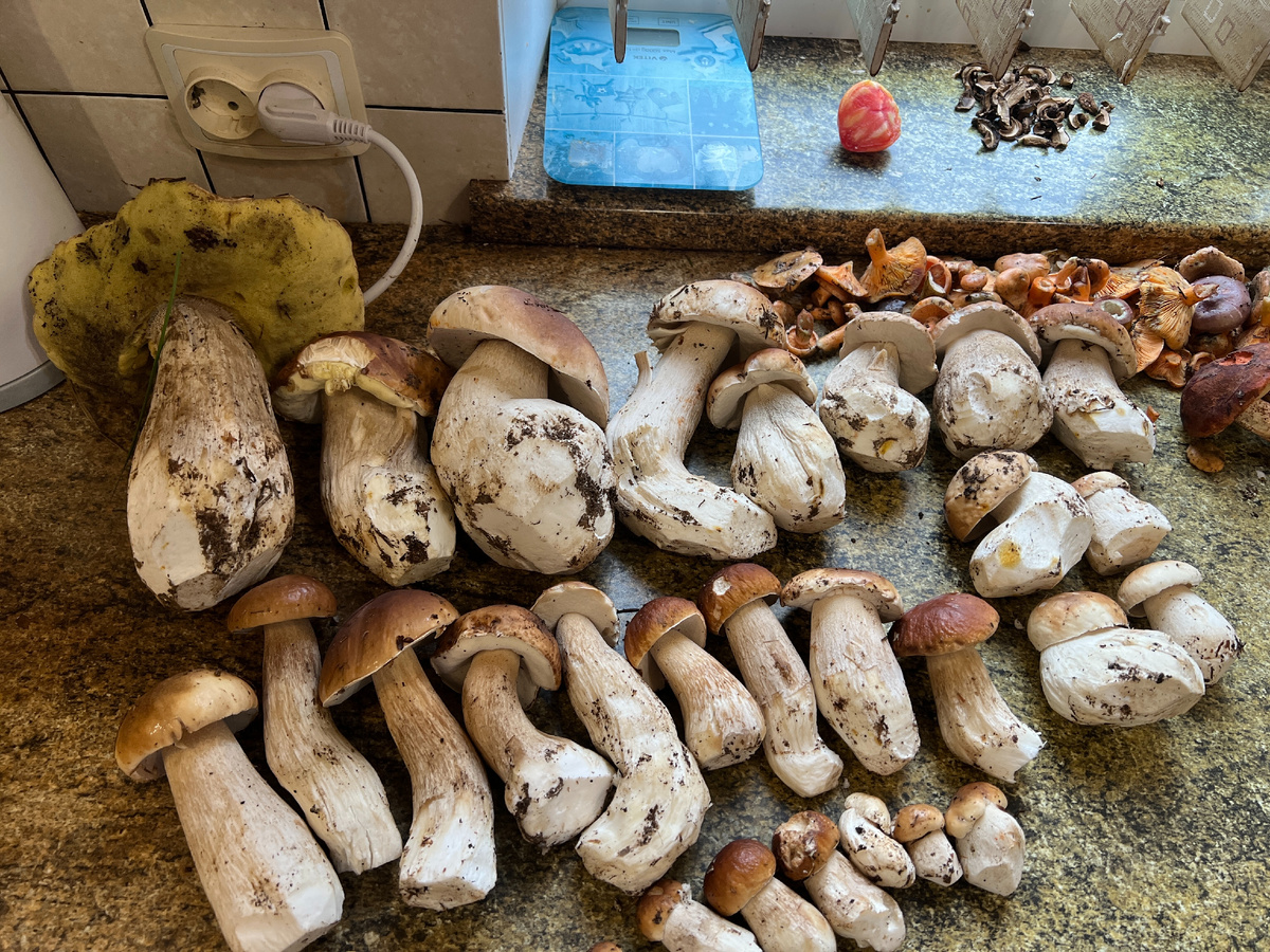 Грибной урожай августа: от белых до рыжиков - где и сколько?