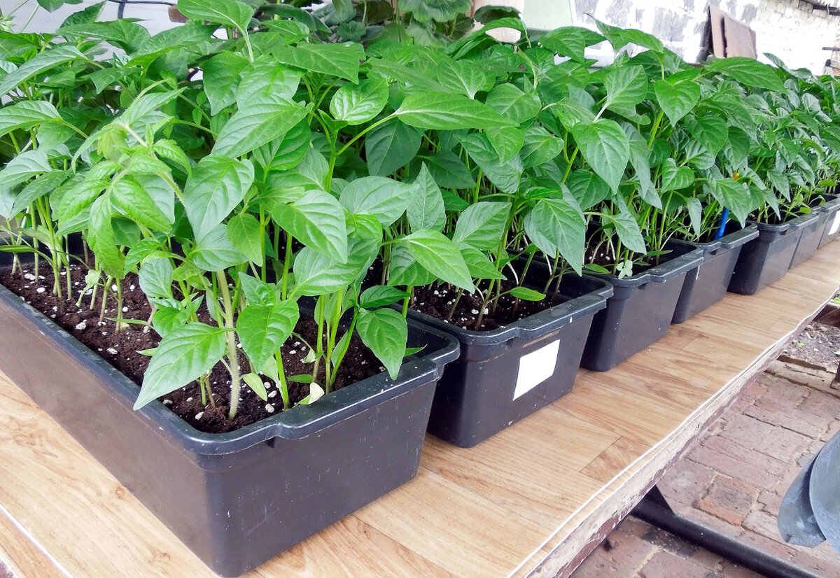 Первая подкормка перца: ключ к богатому урожаю