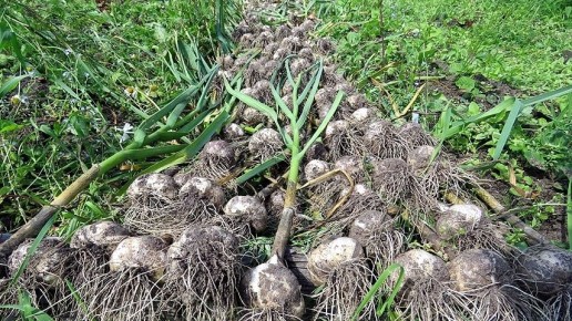 Чеснок как бизнес: как можно заработать на собственном огороде