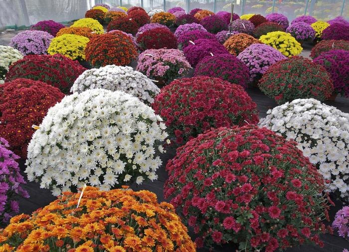 Почему хризантемы не цветут: основные причины и советы для ухода