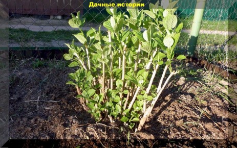 Весенний уход за метельчатой гортензией: секреты успешной обрезки и посадки