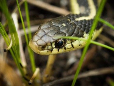Как избавиться от змей на дачном участке: полезные советы и рекомендации
