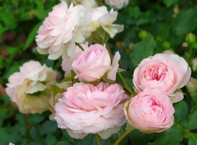 Роза 'Larissa': цветение, которое подарит радость вашему саду