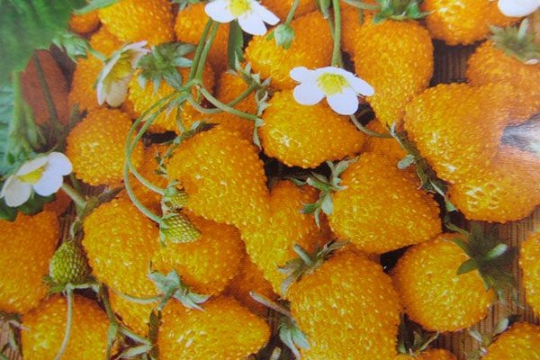 Жёлтая земляника: уникальная находка для вашего сада