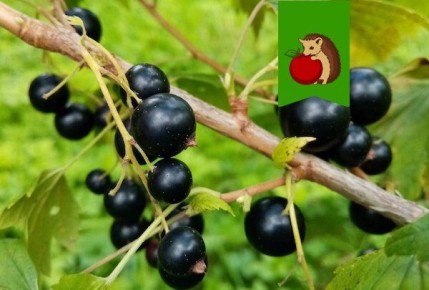 Как добиться богатого урожая черной смородины: 5 золотых правил