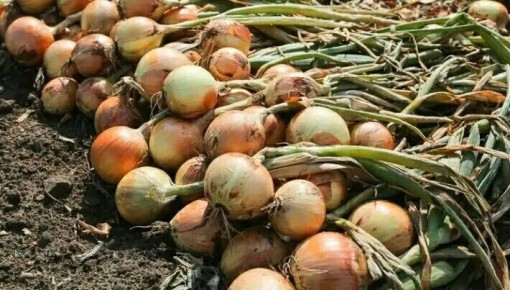 ��� ������� ������ ��� ������ ����: ��� ��������� ������ �������