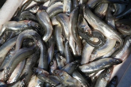 Как индейка и яйца помогают поднять настроение в холодное время года