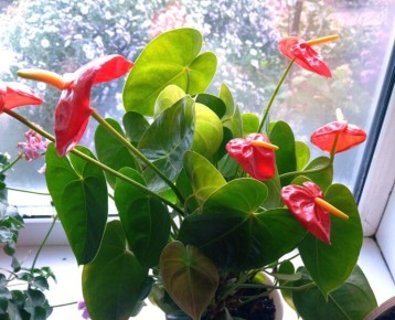 Как правильно пересадить антуриум и вернуть ему молодость