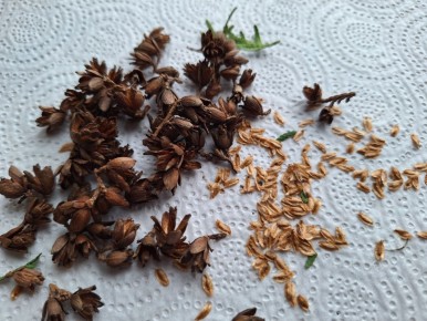 Зимние посевы туй из семян: спокойное объяснение одного жизненного эксперимента