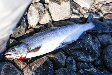 ����������� � ��������: �������� ������ ����� ����� �������� ����� � ������ ������� ������