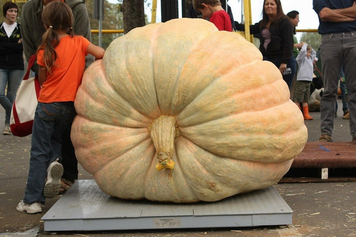 ��� ����� ���������� ���������: ������� �����