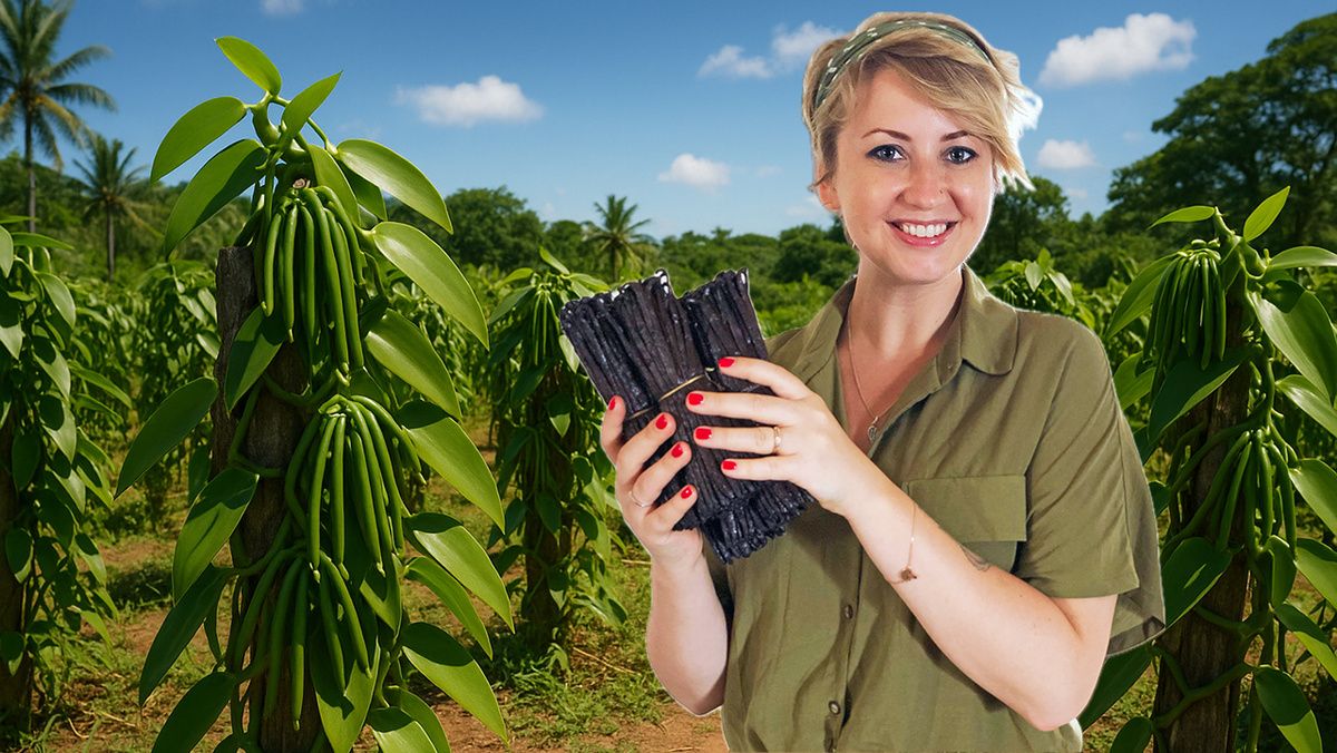 Как ценный черный стручок ванили завоевал мир и подорожал до небес