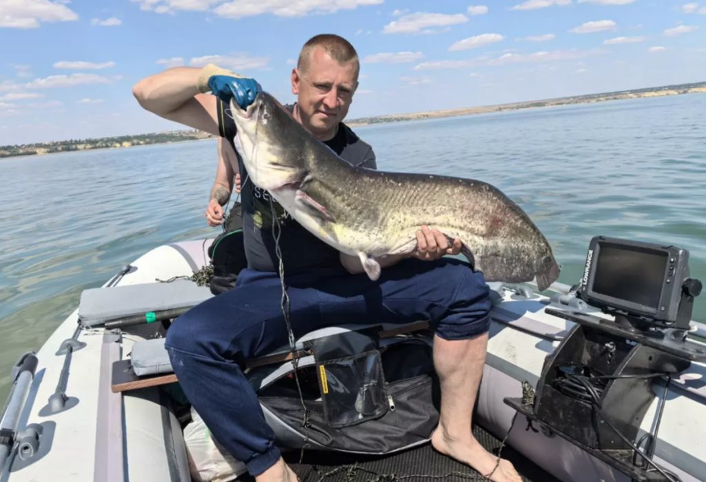 Популяция пиленгаса на Дону достигла новых высот