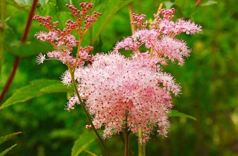 Ароматы весны: незабываемая выпечка с северной ванилью