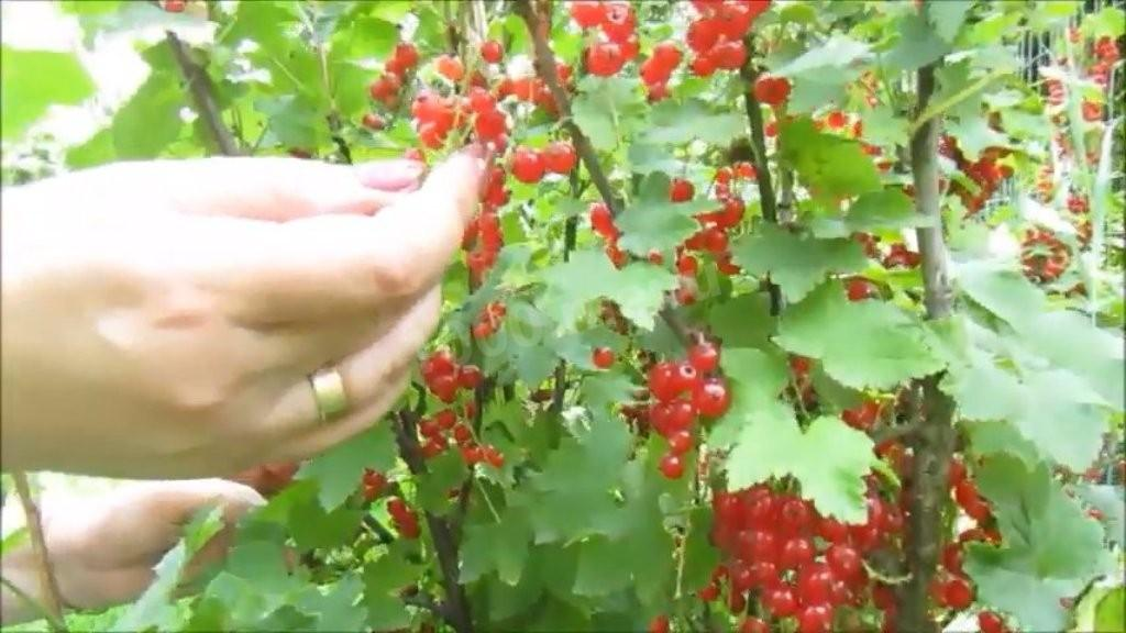 Как легко приготовить желе из красной смородины на зиму