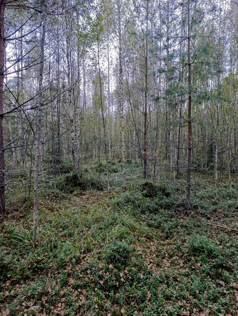 Загадки осеннего леса: прогулка по старой вырубке