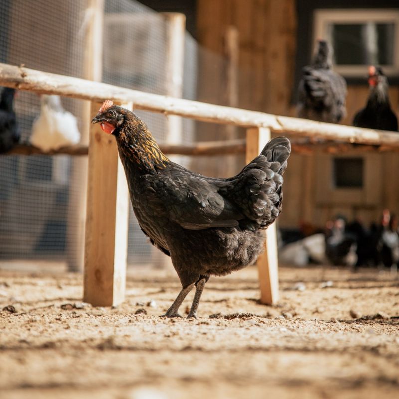 ���������� ������: ������� �������� � ������ �� ����� �����