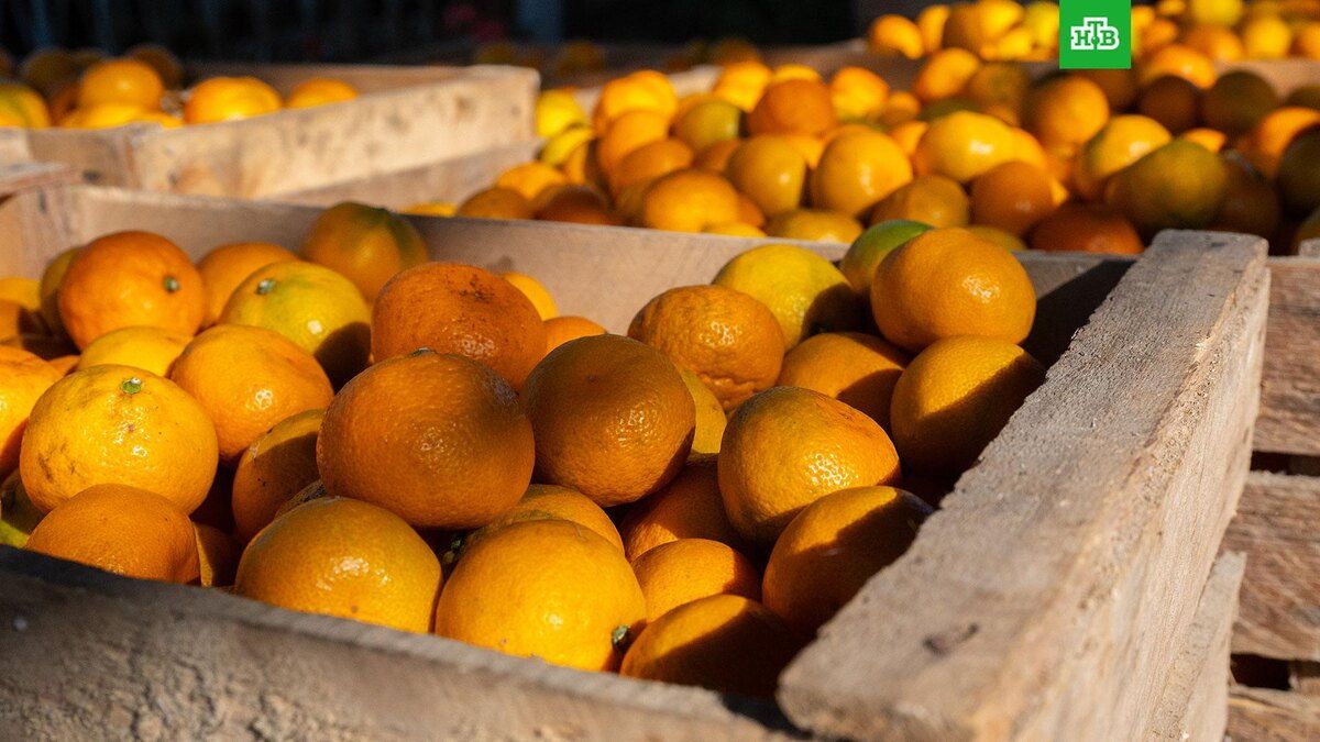 ���� �� ��������� ����� ���������: �������� ���������� �������� � ����������