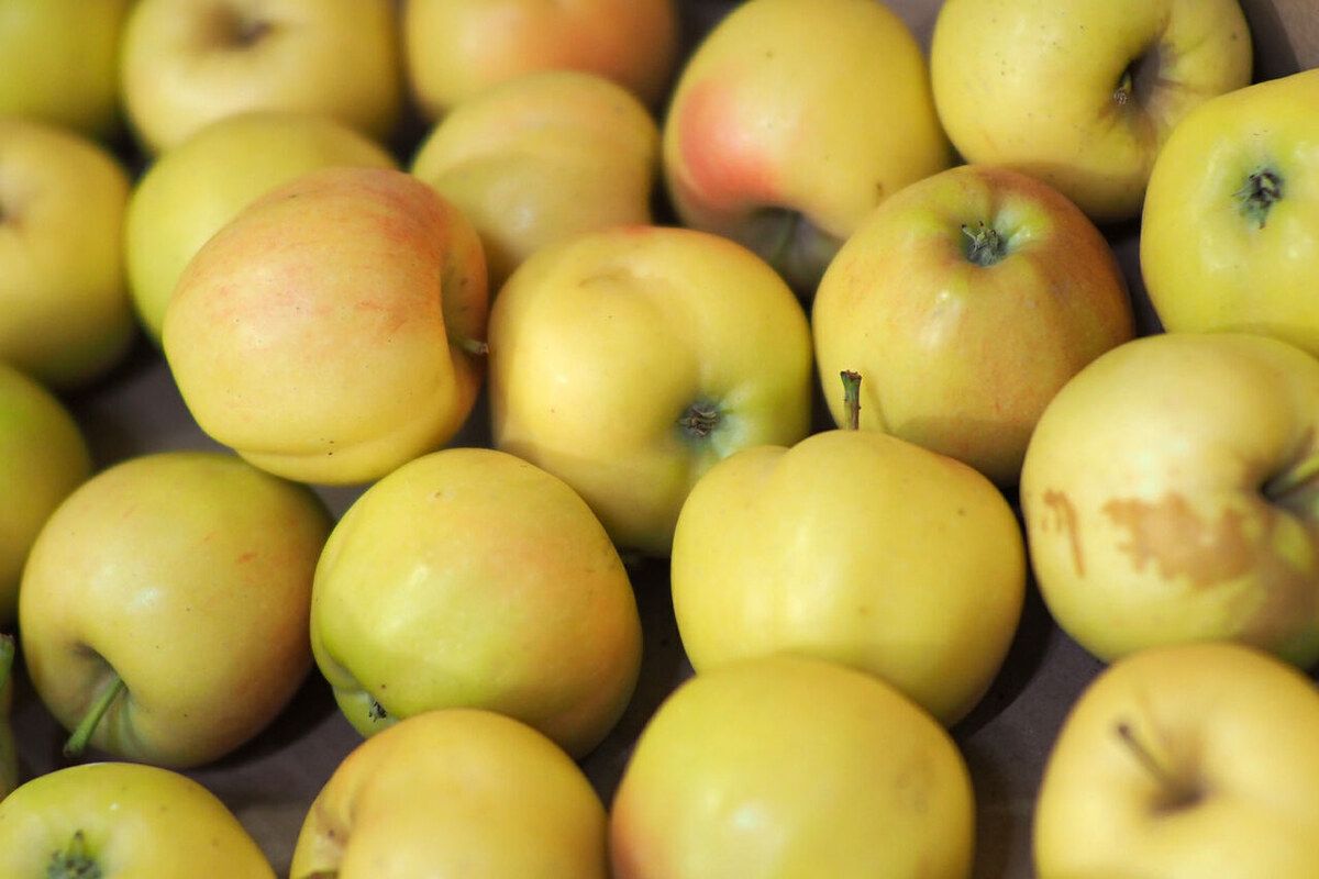 �������� ����: ����������� ������������ ��������� �� �����