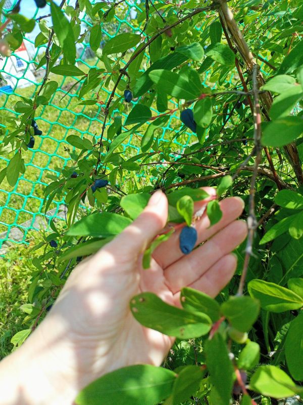 ��� �������� ���� ���������: ������� �������� ���� � ������������ �����