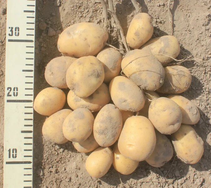 Картофель Десятка: идеальный выбор для любителей урожая с отличным вкусом