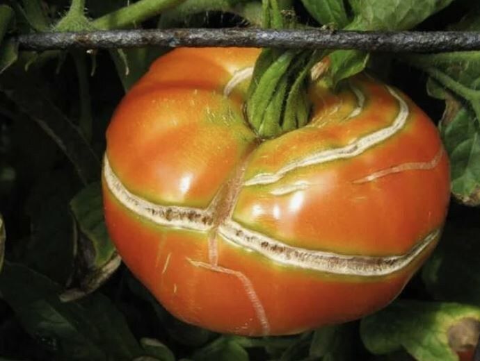 Почему трескаются помидоры: основные причины и способы предотвращения