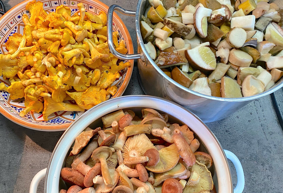 Способ засолки грибов: отборные рецепты на весенний стол