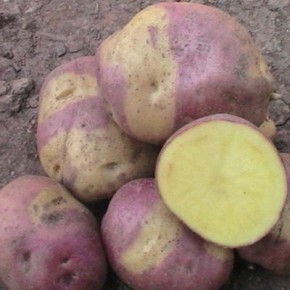 ��������� ���������: ��� ������� �������� ������ ���������