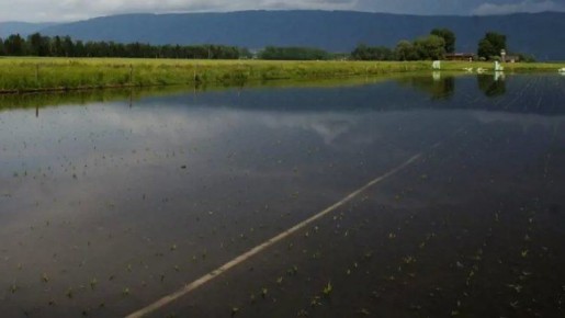 Устойчивое рисоводство в Швейцарии: от болот до урожая