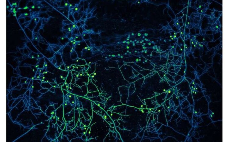 Научные исследования подземных грибов: огромные пробелы в данных