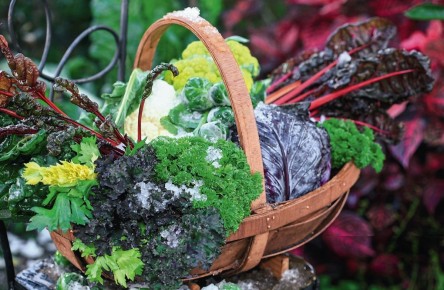 ��� ������������ ������� ������� � ����: ������ � �������