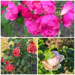 ����� � ����: ������ �������� �������� � ������������ ������� �� 18 �����