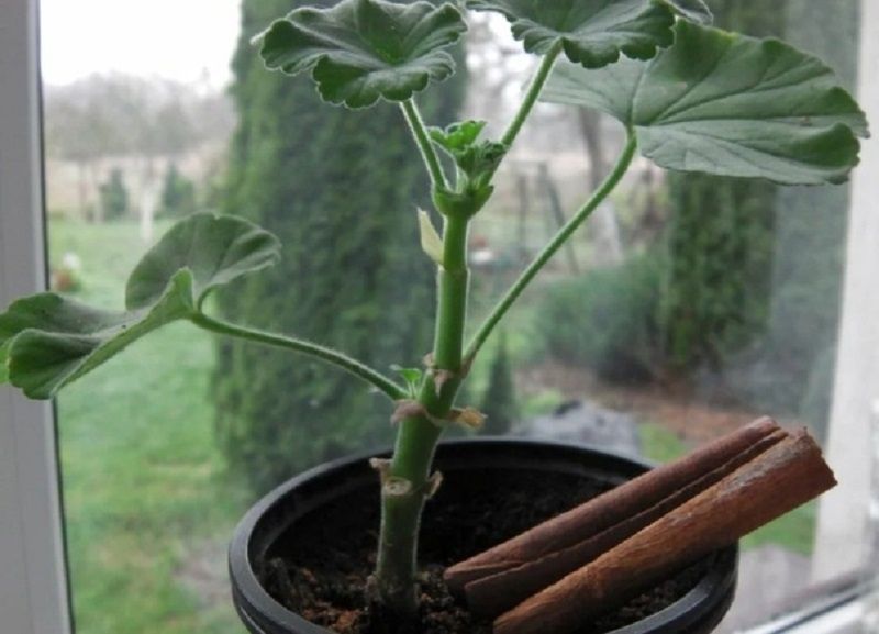 ��� ������ ������������ ����� �������� � �������� �� ��������