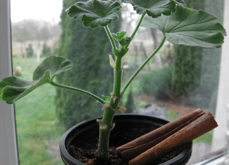 Как корица способствует росту растений и улучшает их здоровье