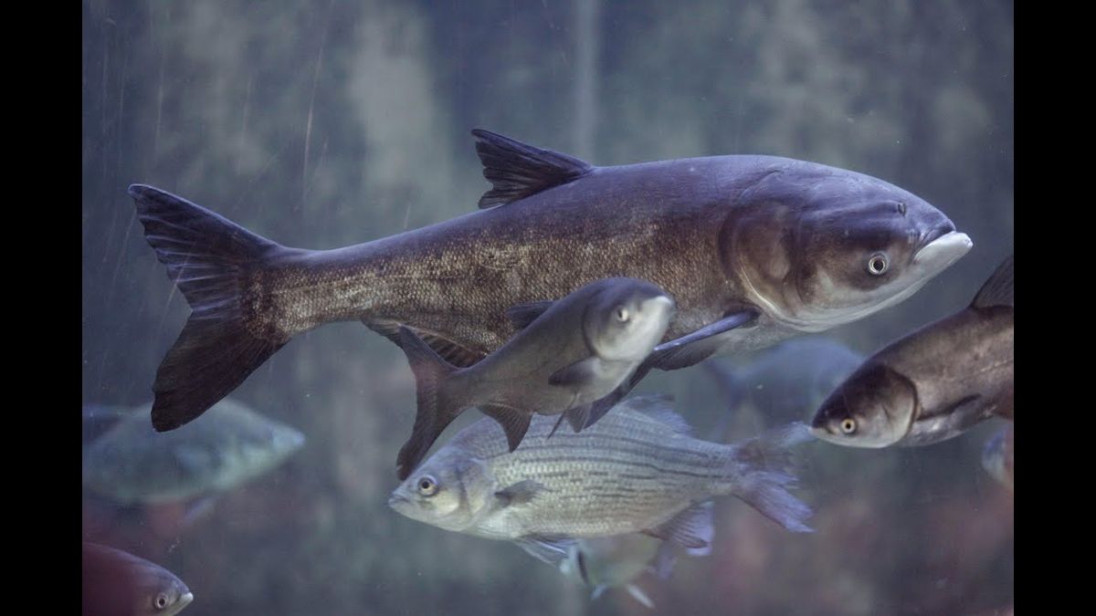 ������� �����������: ���������� ��� � ��� �������� ��� ����������