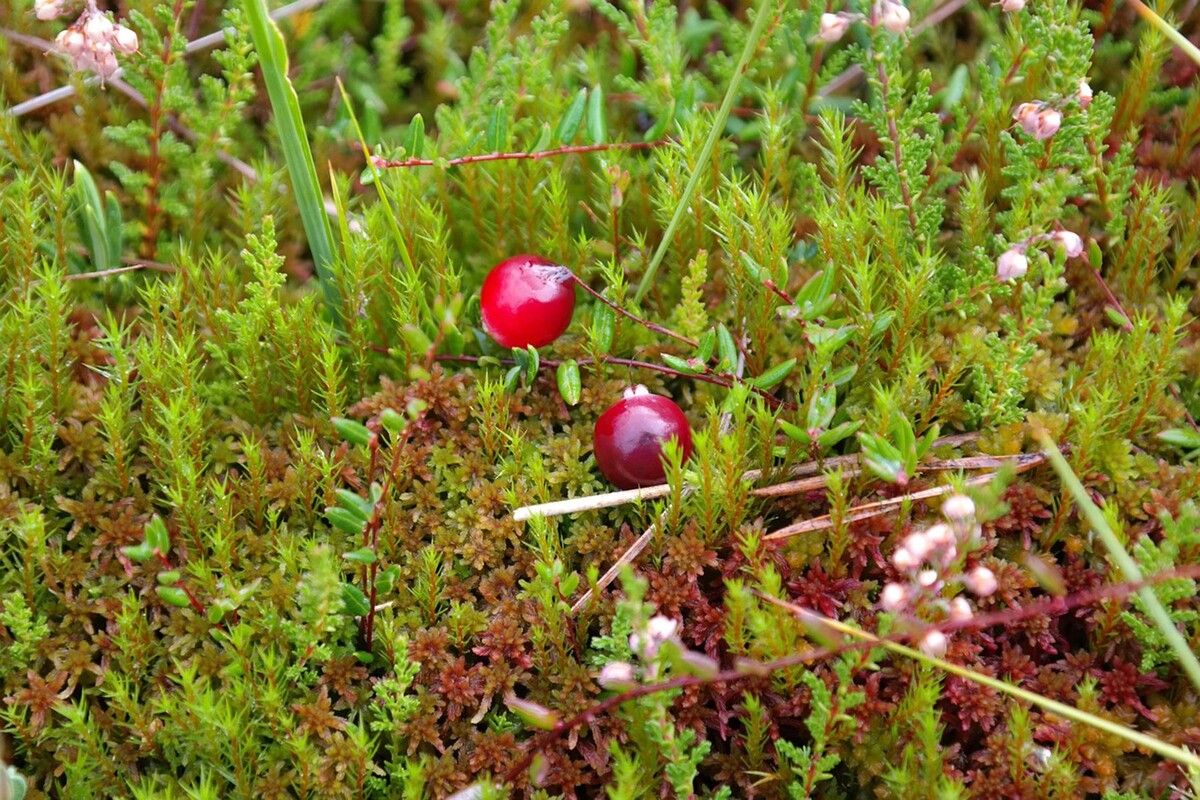 ����� ������ ��� �������: ����������� ������� �� ���������� �������