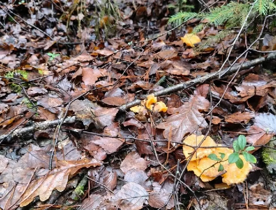 Неожиданный урожай: в Судогодском районе нашли грибы в конце ноября