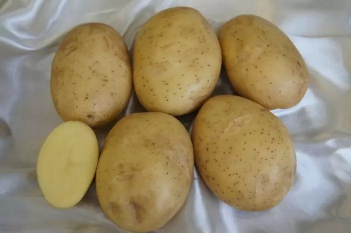 Картофель Терра: золотистая мякоть с непревзойденным вкусом и способностью долго храниться