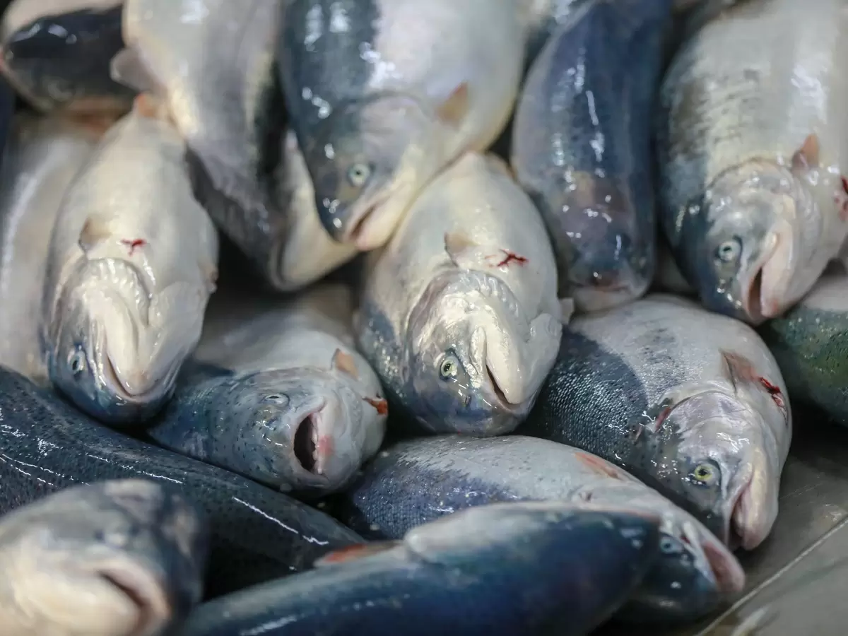 Вылов рыбы в России: меньше планов, больше проблем