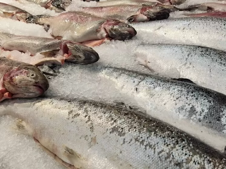 Заполярье устанавливает рекорды: сотни тонн рыбы на экспорт