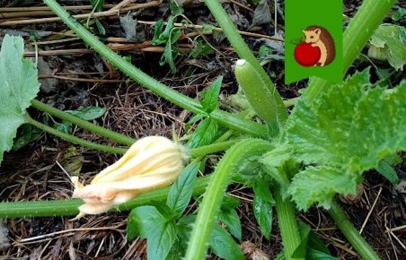 ��� ������ �������: ��� ���� � �������� �������