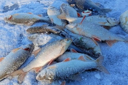 ��������� �����������: ������ ���������������� ��� ������ ������� �� ���