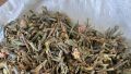Сагаан-дали: растение с богатым набором полезных свойств
