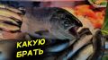 Морская vs речная форель: какую выбрать для идеального ужина?